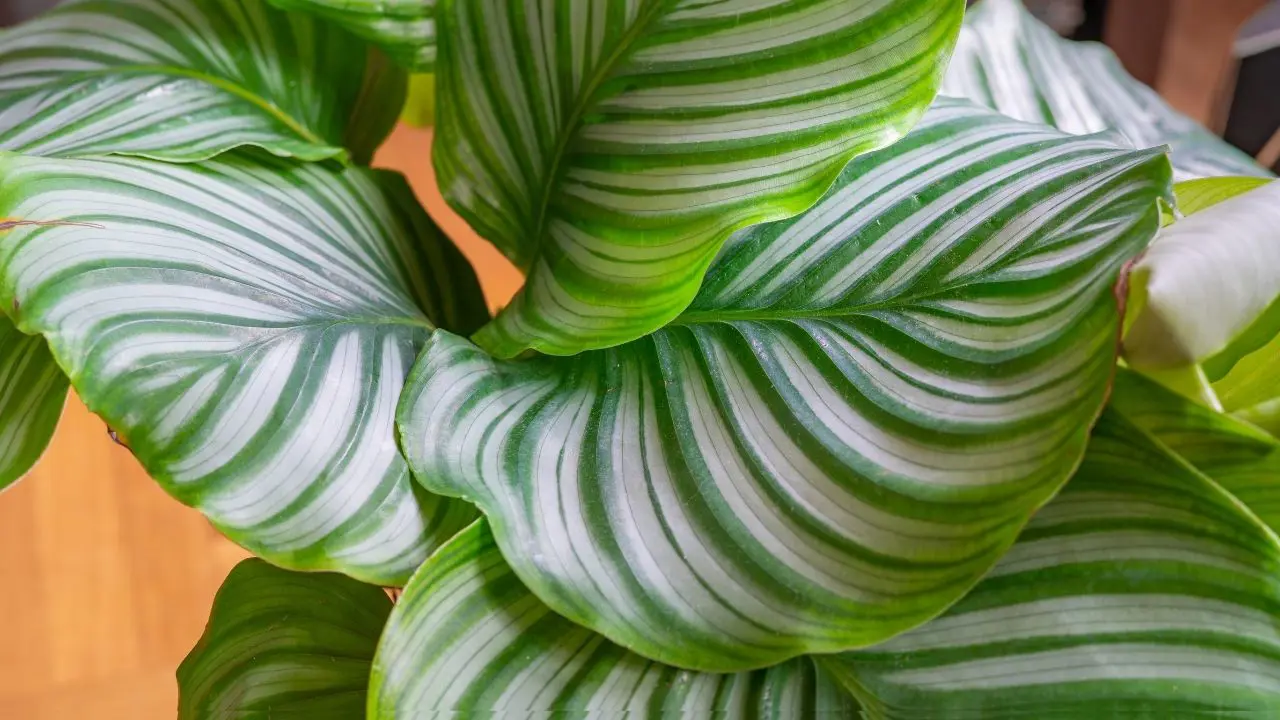 calatheaorbifolia.webp