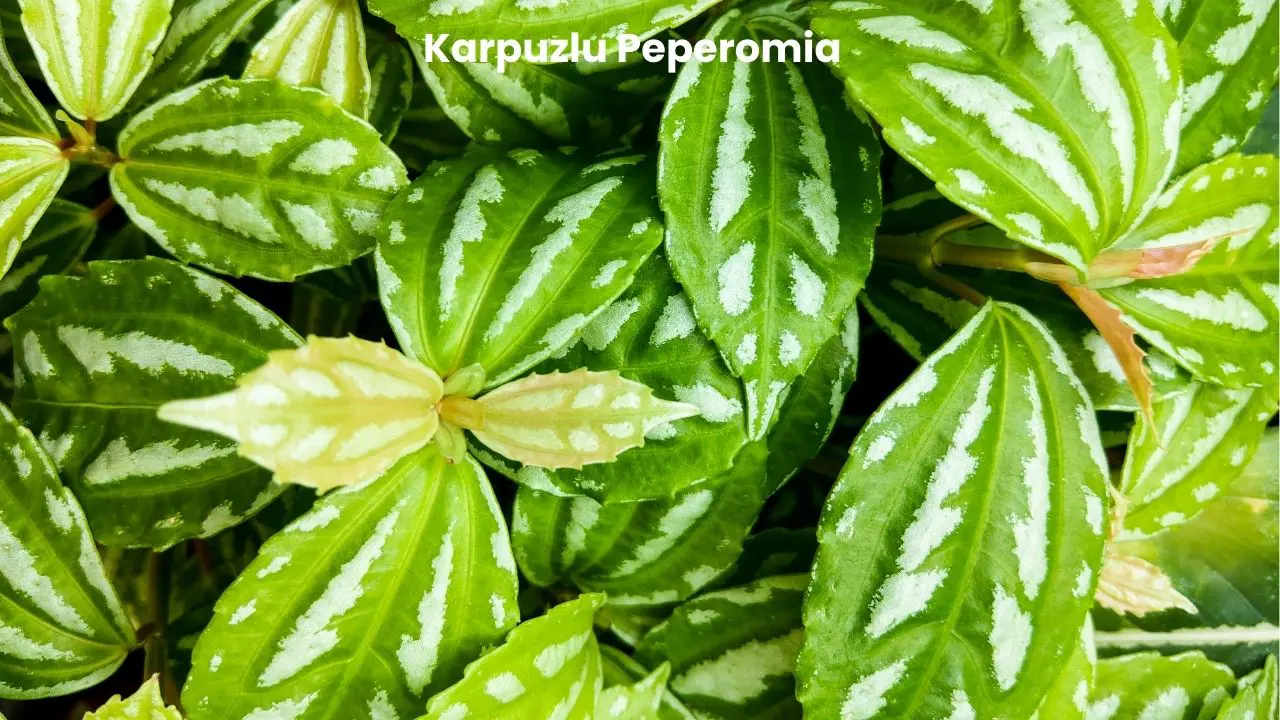 karpuzlupeperomia.webp